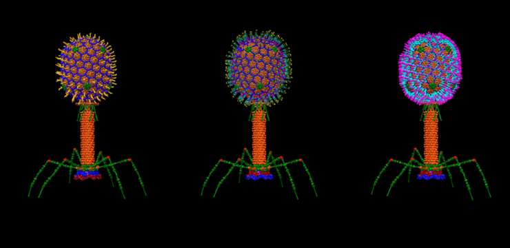 Viruses: What Are They? | El Paso Texas Chiropractic Health Coach
