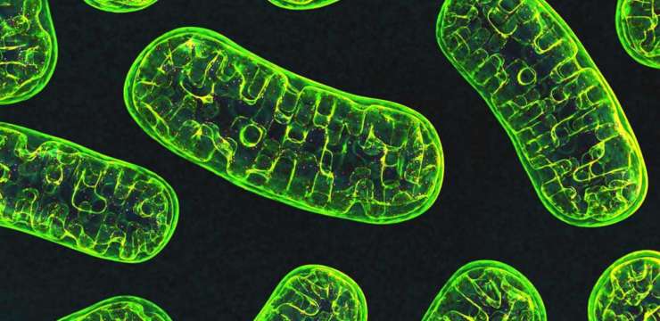 Nutrigenomis: Our Cellular Energy Production and Genetics | El Paso Health Coach and Texas Chiropractic