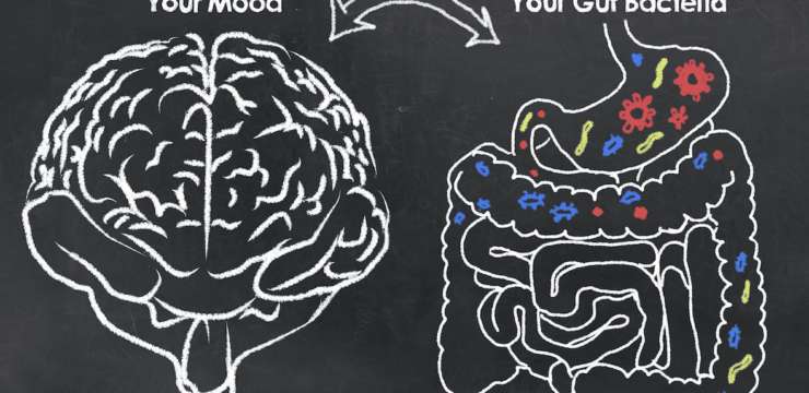 The Guts Relation to Optimal Brian Health| El paso Texas Chiropractor