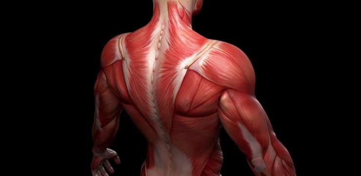 Musculoskeletal and Gut Health | El Paso TX